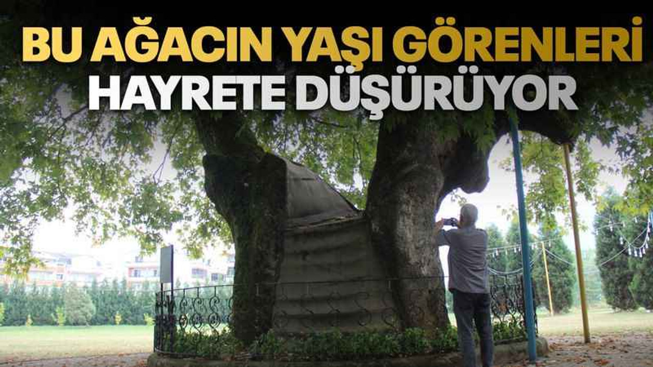 Bu ağacın yaşı görenleri hayrete düşürüyor